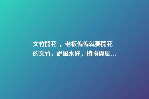 文竹開花，老板偏偏就要開花的文竹，說風水好，植物與風水講究多